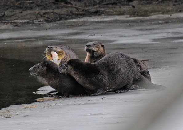 river otters, one with staghorn sculpin