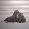 river-otters-three-together