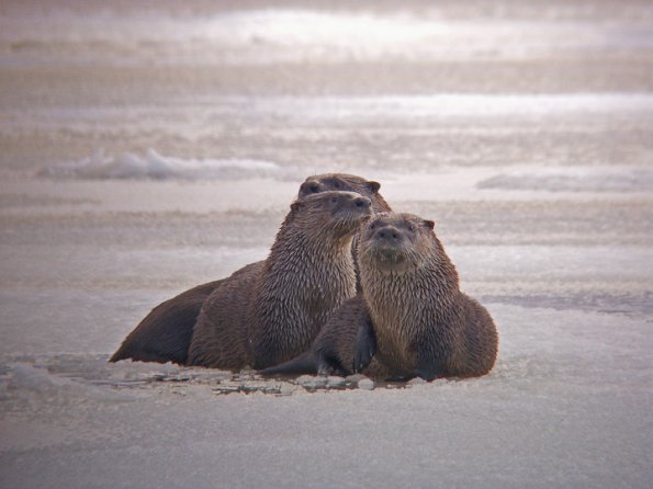 River Otters three together
