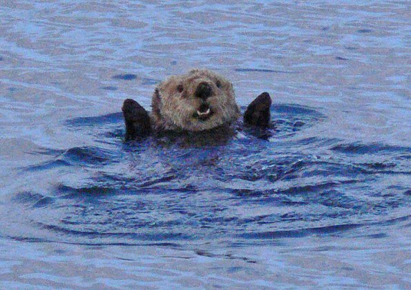 Sea Otter, Glacier Bay