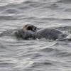 Sea Otters