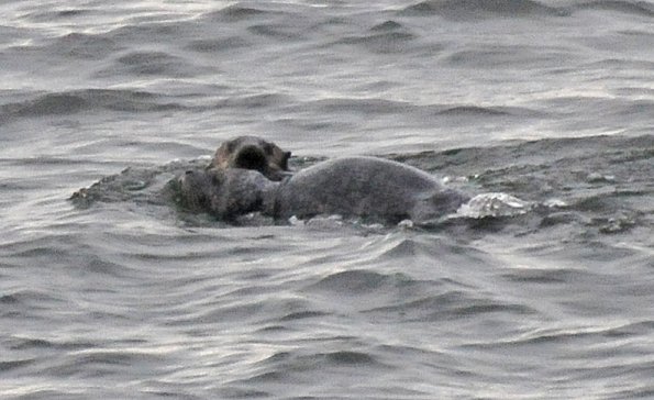 sea otter & seal 3