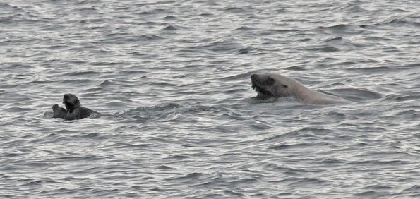 sea otter, seal, sea lion 1