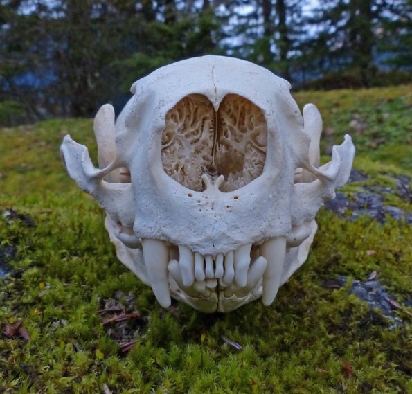 sea-otter-skull-front-view