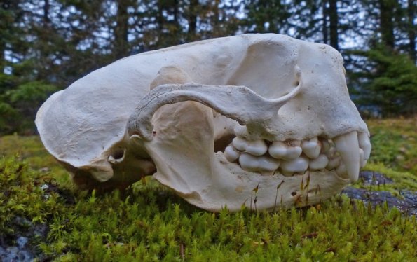 sea-otter-skull-side-view