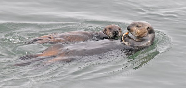 sea-otter-with-clam-youngster
