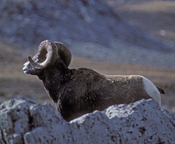 bighorn-sheep-canadian-rockies