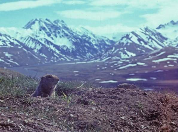 arctic-ground-squirrel-denali-n.p.