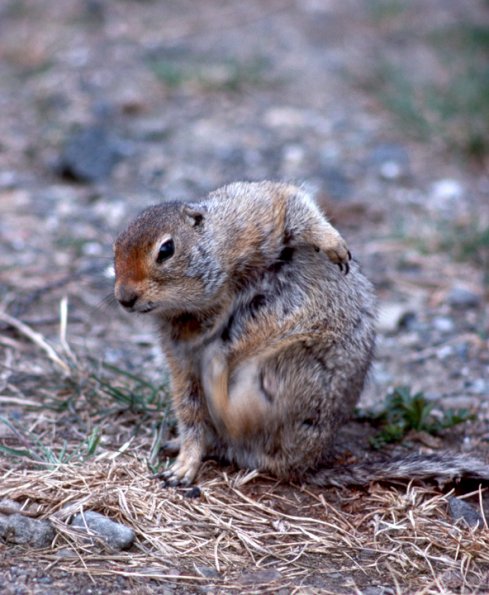 arctic-ground-squirrel-scratching-itself