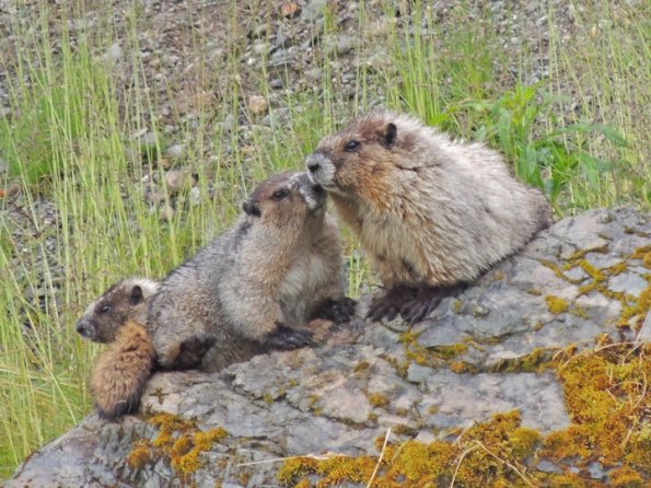 hoary-marmots-at-the-beach