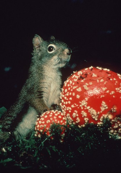 red-squirrel-and-amanita-mushroom