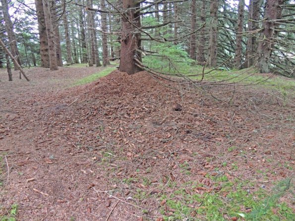 red-squirrel-cone-cache