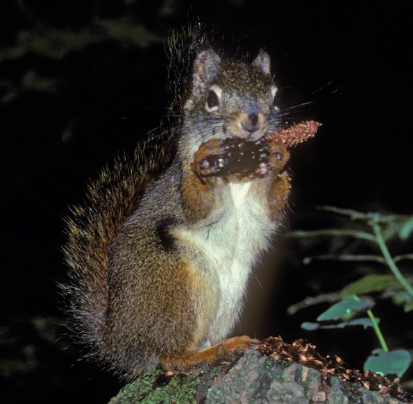 red-squirrel-eating-spruce-cone-seeds-juneau