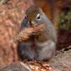Squirrels
