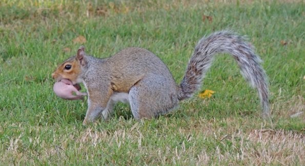 western-gray-squirrel-with-young
