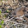 deer-mouse-1