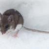 deer-mouse-in-the-snow