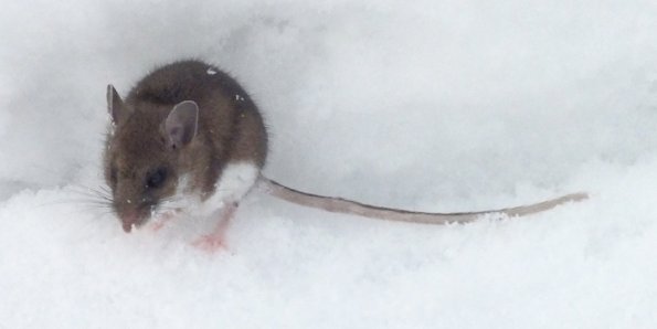 deer-mouse-in-the-snow