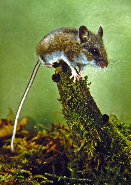 deer-mouse-sitting-2