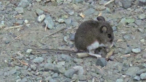 deer-mouse