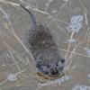 voles, mice and shrews