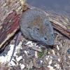 long-tailed-vole