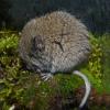 longtailed-vole