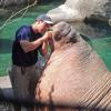 Walrus