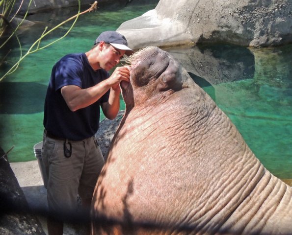 walrus-getting-a-teeth-cleaning