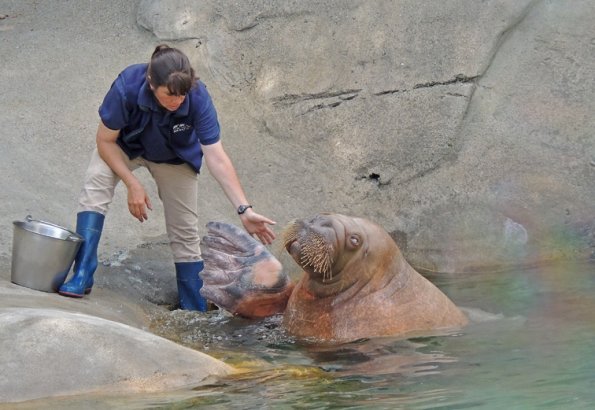 walrus-giving-a-high-five