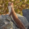 Weasels