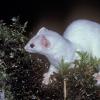 Short-tailed Weasel, in winter, Juneau
