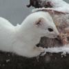 Short-tailed Weasel in winter