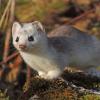 Short-tailed Weasel, on Mendenhall Wetlands 2