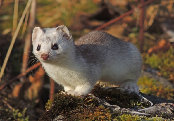short-tailed-weasel-on-mendenhall-wetlands-2