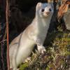 Short-tailed Weasel, on Mendenhall Wetlands 3