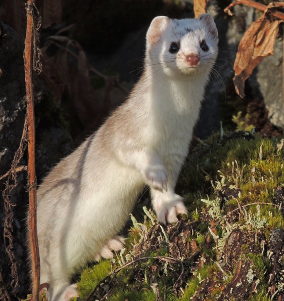 short-tailed-weasel-on-mendenhall-wetlands-3