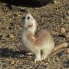 Short-tailed Weasel, on Mendenhall Wetlands 1