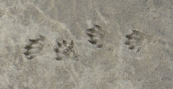 wolverine-tracks-1-mendenhall-lk-shore