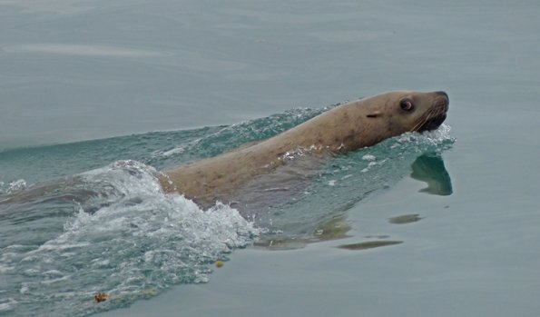 Harbor-Seal-Glacier-Bay