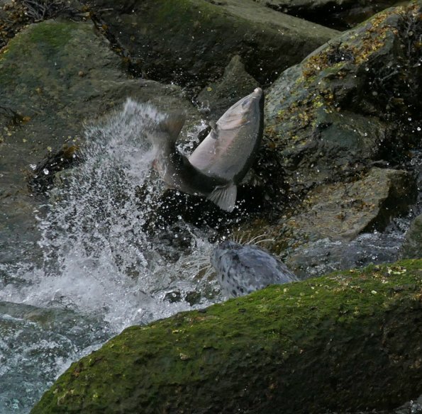 Harbor-Seal-chases-coho-salmon