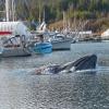 Humpback-Whale-lunge-feeding-Auke-Bay-harbor