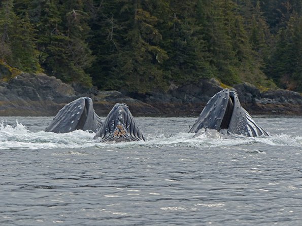 Humpback-Whales-bubble-net-feeding-1
