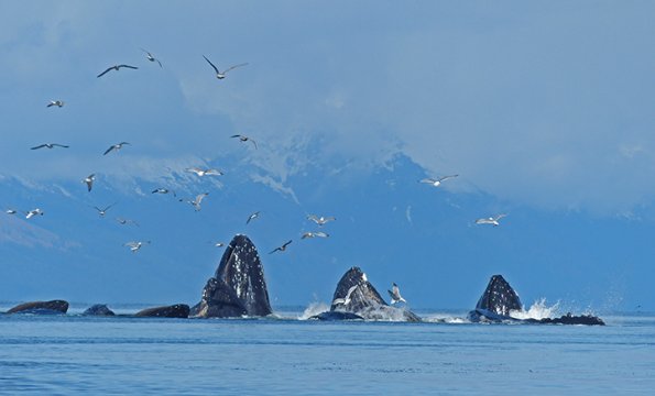 Humpback-Whales-bubble-net-feeding-4