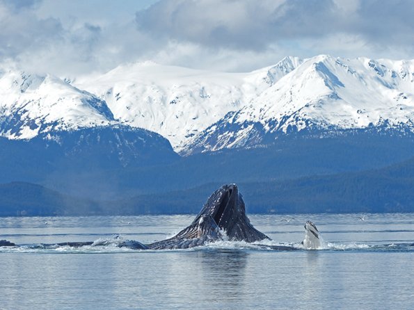 Humpback-Whales-bubble-net-feeding-5