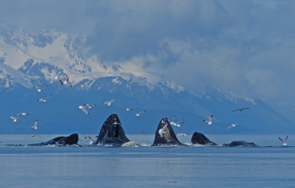 Humpback-Whales-bubble-net-feeding-6