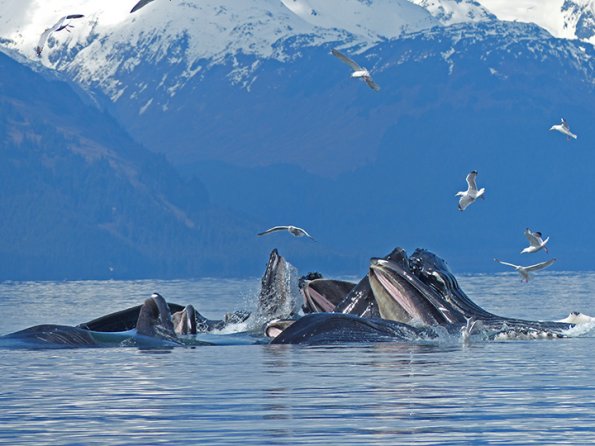Humpback-Whales-bubble-net-feeding-7