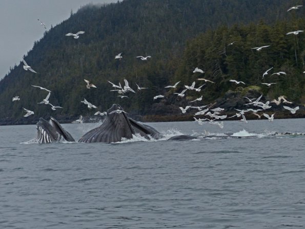 Humpback-whales-bubble-net-feeding-3