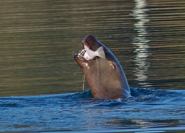 Steller-s-sea-lion-and-flatfish-1