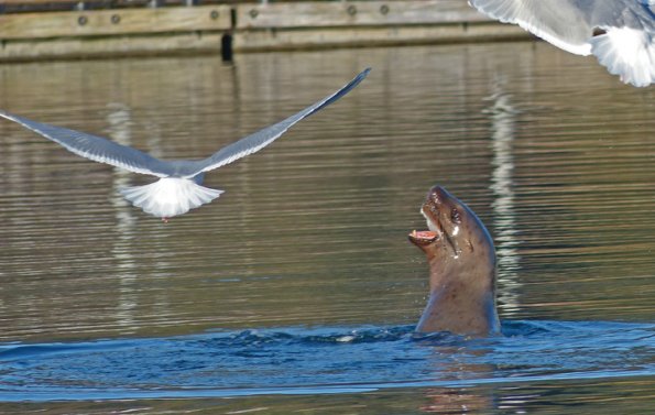 Steller-s-sea-lion-and-gull-1